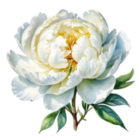 AI generated white peony flowers wreath on transparent background png