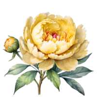 AI generated watercolor yellow peony flowers png