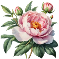 AI generated watercolor peach-color peony flower wreath png