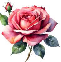 AI generated watercolor roses on transparent background png