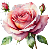 AI generated watercolor roses on transparent background png