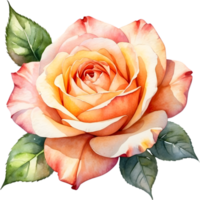 AI generated watercolor Orange roses  on transparent background png