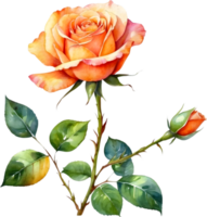 AI generated watercolor Orange roses  on transparent background png