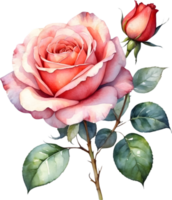 AI generated watercolor red roses png