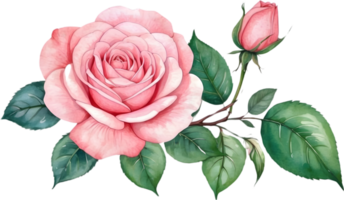 ai generado acuarela rosado Rosa clipart png