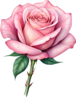 AI generated watercolor pink rose clipart png