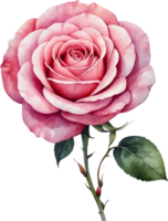 ai generado Rosa flores acuarela png