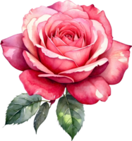 ai generiert Rose Blumen Aquarell png