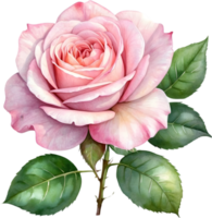 ai généré Rose fleurs aquarelle png