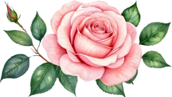 ai généré Rose fleurs aquarelle png