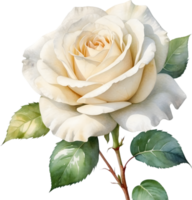 AI generated white rose png image