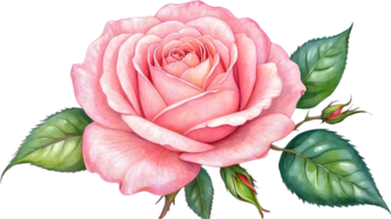 ai généré Rose fleurs aquarelle png