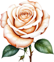 AI generated white rose png image