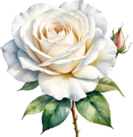 AI generated white rose png image