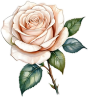 AI generated white rose png image