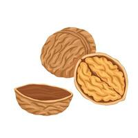 Walnut flat vector illustration. Cartoon nut isolated on white