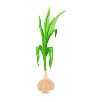 Garlic vegetable isolated on white background. Vector flat clipart.