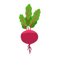 Beet vegetable isolated on white background. Vector flat clipart.