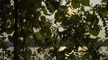 Soleil brillant par vert arbre feuilles et feuillage création rayons de soleil et fusées éclairantes. la nature Contexte. video