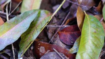 zwart mieren wandelen Aan de groen blad stengels in de tuin met de vervagen achtergrond. video