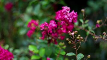 proche en haut de lagerstroemia ou crêpe myrte épanouissement dans jardin, brouiller la nature arrière-plan, flou et doux se concentrer. magnifique rose fleur video