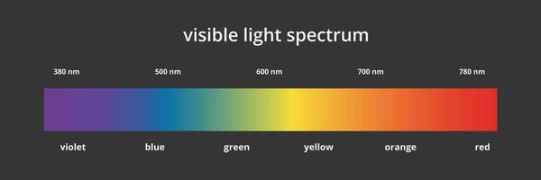 Visible light spectrum infographic. Gradient diagram, Electromagnetic visible color for human eye. Vector illustration on black background