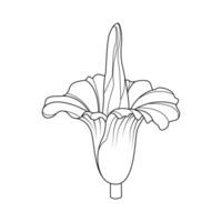 The Illustration of Corpse Flower vector