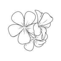 The Illustration of Plumeria Flower vector