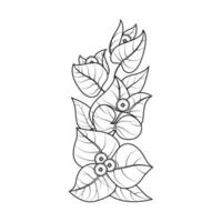 The Illustration of Bougainvillea Flower vector