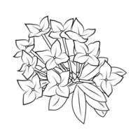 The Illustration of Asoka Flower vector