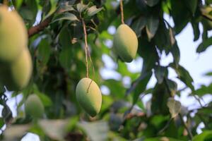 Fresco de inmaduro verde mango Fruta en el mango árbol. natural y orgánico alto vitamina Fruta desde naturaleza. mangifera Indica yo mango Fruta foto