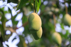 Fresco de inmaduro verde mango Fruta en el mango árbol. natural y orgánico alto vitamina Fruta desde naturaleza. mangifera Indica yo mango Fruta foto