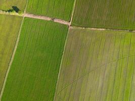 Aerial view of paddy rice field agriculture farm in a tropical rural countryside in the dry season photo