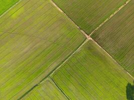 Aerial view of paddy rice field agriculture farm in a tropical rural countryside in the dry season photo