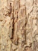Rotten wood. Rotten wood texture. Dry old wood photo