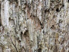 Weathered old wood. Texture of aged rotten wood. Vintage wood background photo