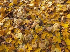 caído hojas. antecedentes de caído otoño hojas. amarillo otoño hojas foto