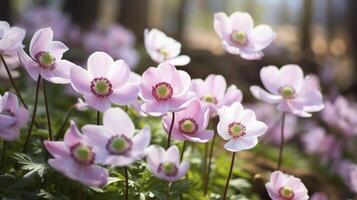 AI generated delicate pink anemone flowers close up outdoors in summer or spring photo