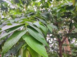 The leaves of the cherry tree are green, watery because of the rain, with a forest in the background photo