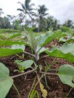 Close up photo of a green eggplant vegetable tree that is still in the process of growing