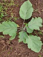 Close up photo of a green eggplant vegetable tree that is still in the process of growing