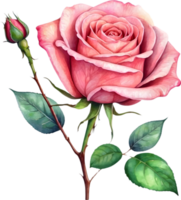 AI generated rose flowers watercolor  png