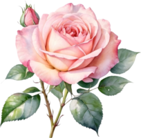 AI generated rose flowers watercolor  png