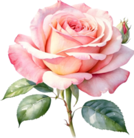 ai généré Rose fleurs aquarelle png