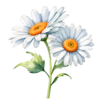 AI generated daisy flowers on transparent background png