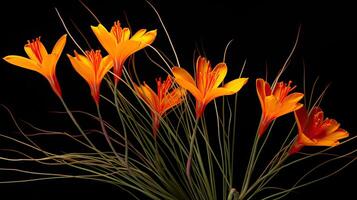 AI generated stigmas saffron flowers ai generated photo