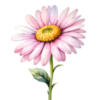 AI generated watercolor illustration of pink gerbera flower with leaves on transparent background png