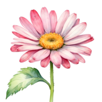 AI generated watercolor illustration of pink gerbera flower with leaves on transparent background png