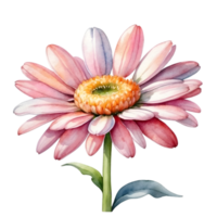 AI generated watercolor illustration of pink gerbera flower with leaves on transparent background png