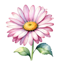 AI generated watercolor illustration of a purple daisy png